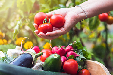 Woman´s hands picking fresh tomatoes to wooden crate with vegetables. Organic garden Woman´s hands picking fresh tomatoes to wooden crate with vegetables. Organic garden