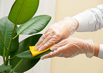cleaning ficus cleaning ficus