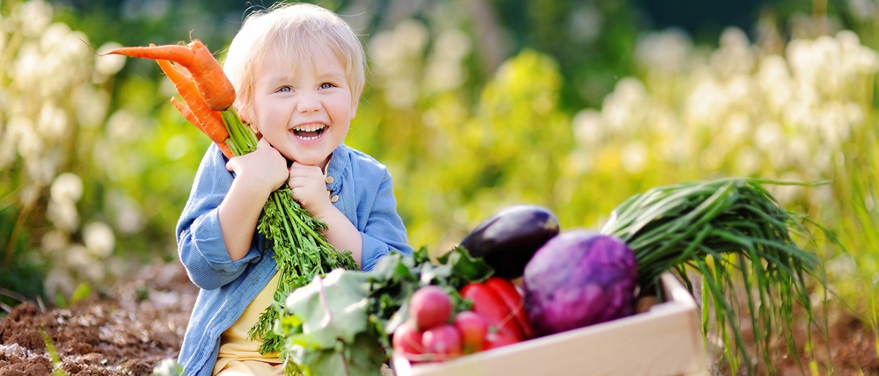 Cute little boy holding a bunch of fresh organic carrots in domestic garden. Healthy family lifestyle.